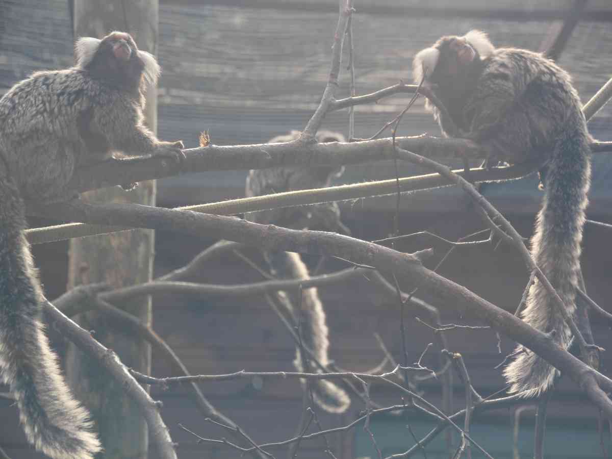 Monkey Haven picture gallery